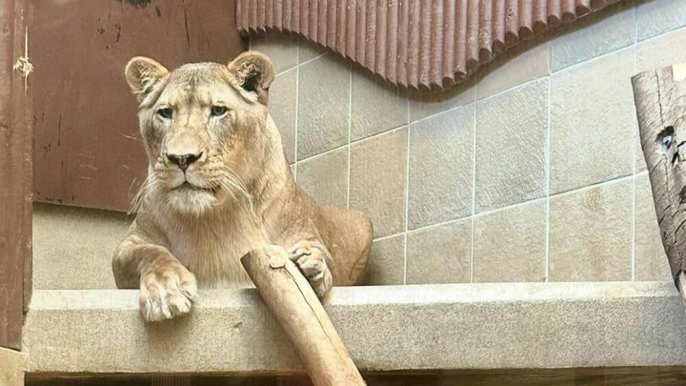 Foto - zdroj: Facebook/Zoo Liberec
